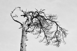 Windflüchter